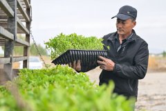 年种植加工
